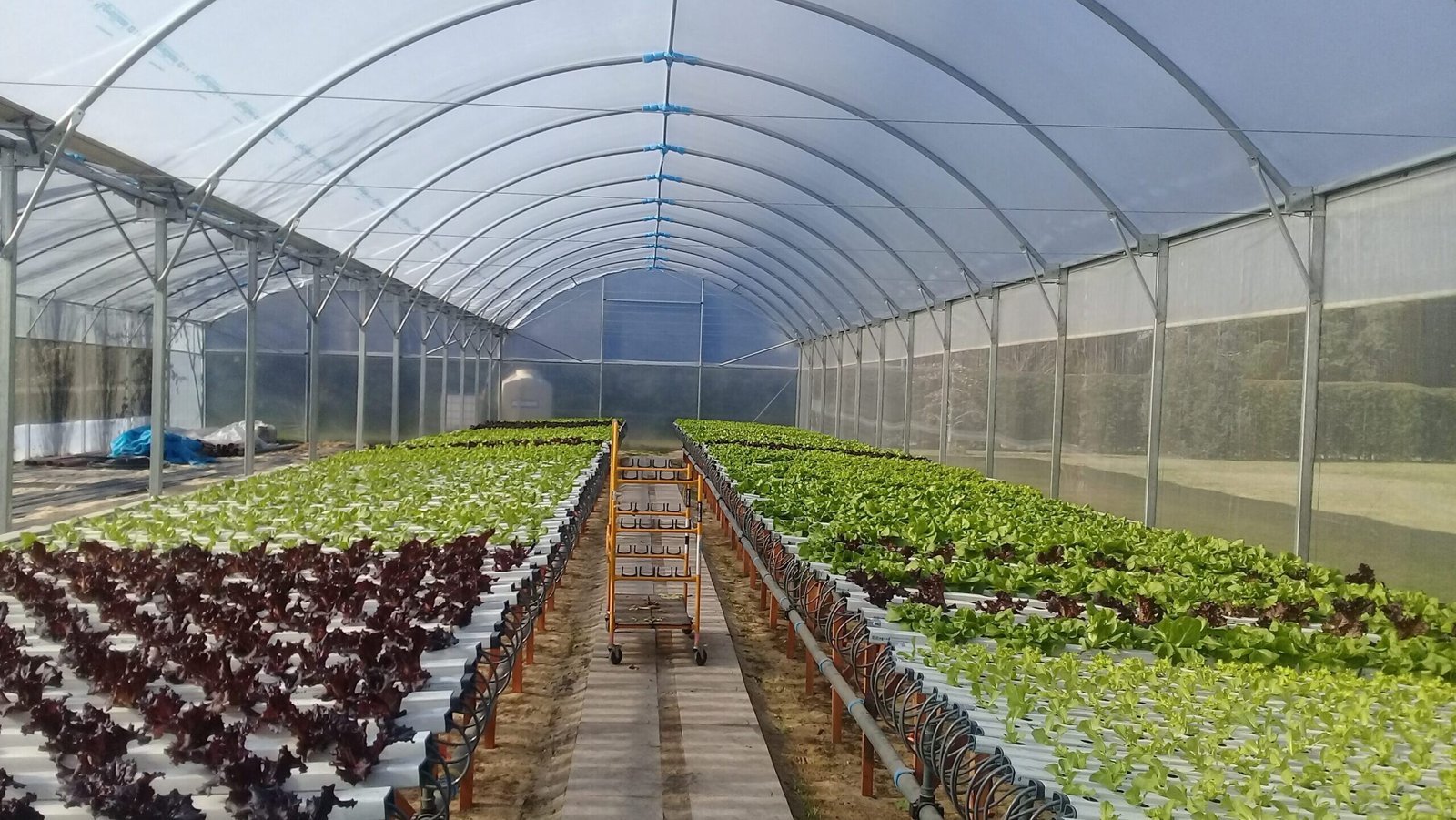 Producción hidropónica